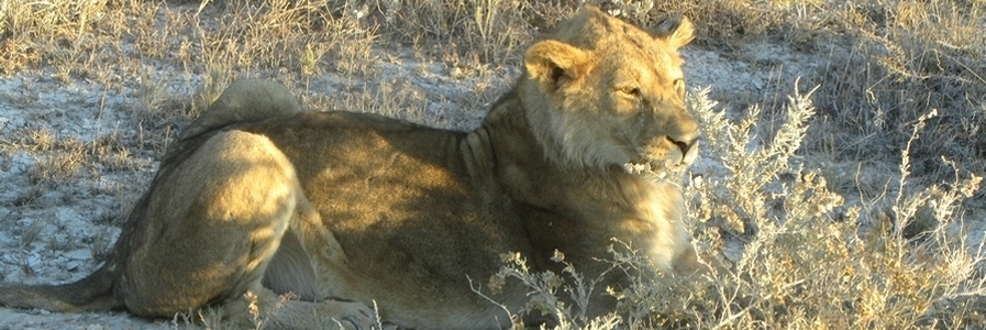 Randonnées et découvertes en Namibie